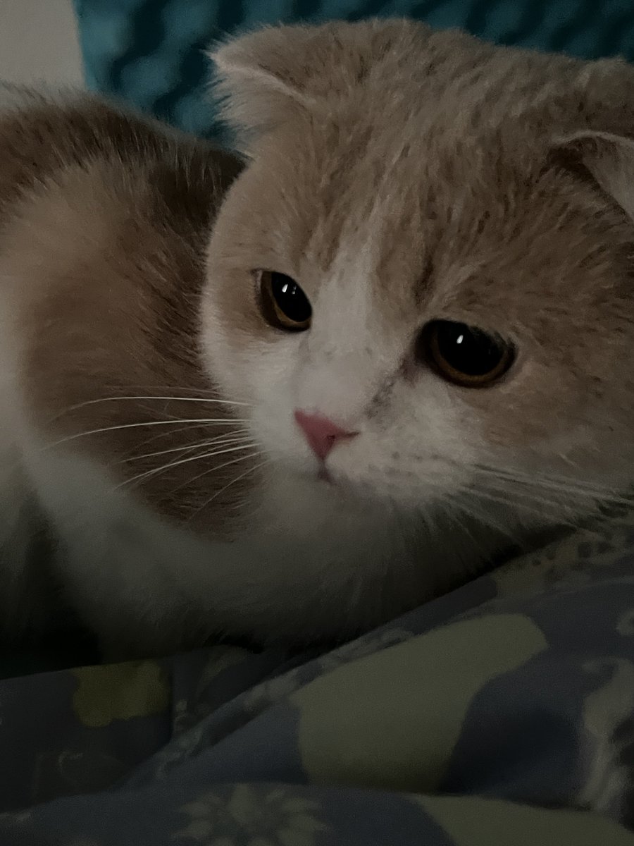soupkis's tweet photo. i have the cutest babyboy ever https://t.co/9t5eAnYbHV