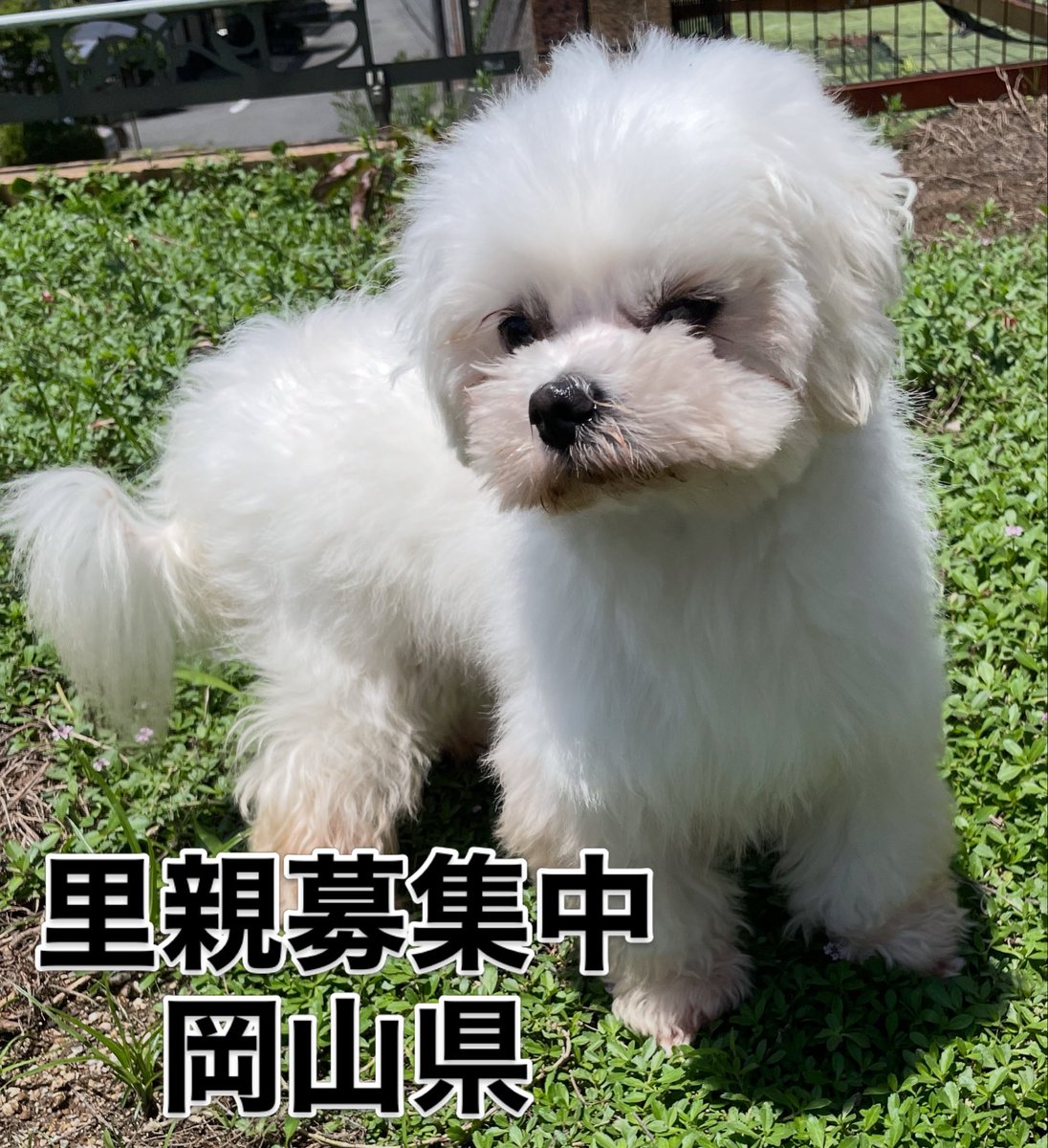 cassy96621's tweet photo. 里親募集中‼️
イカくん🐾
推定年齢３才🐶
大人しい子です。

#里親募集中#小型犬#保護犬#マルチーズ#殺処分ゼロ https://t.co/tebBFmmzN4