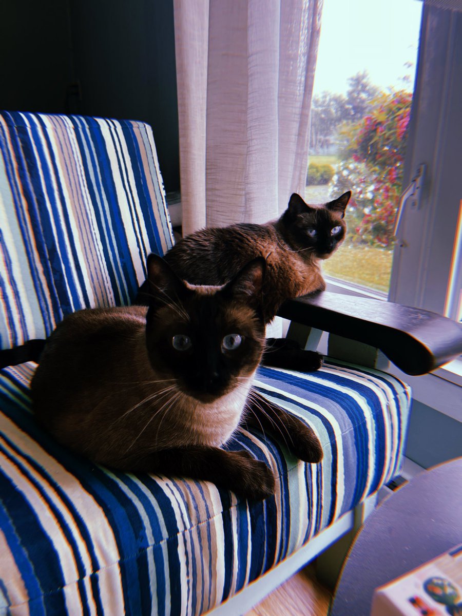 maljane's tweet photo. my lil angels got into some rat poison that the former owners left hidden 🙃 https://t.co/5UkTBsY62a