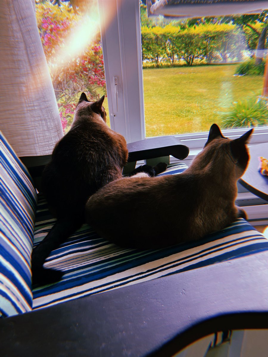 maljane's tweet photo. my lil angels got into some rat poison that the former owners left hidden 🙃 https://t.co/5UkTBsY62a