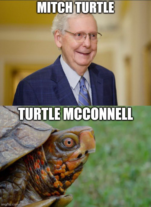 KellyLMcCarty's tweet photo. @LowCountrySC64 @3ToedBoxTurtle They do look alike. https://t.co/j35eL4cSDj
