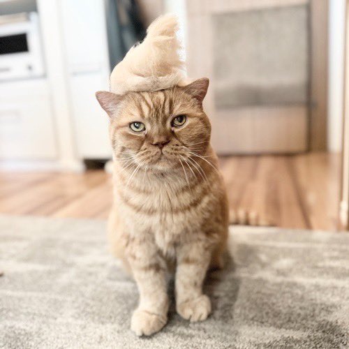 catsitterLien's tweet photo. 似合うかにゃ🐾

#猫 #猫好きさんと繋がりたい #猫のいる暮らし #お留守番猫さん  #キャットシッターりあん

 #ロアさん https://t.co/CmLSlgThSj