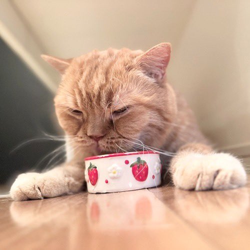 catsitterLien's tweet photo. 似合うかにゃ🐾

#猫 #猫好きさんと繋がりたい #猫のいる暮らし #お留守番猫さん  #キャットシッターりあん

 #ロアさん https://t.co/CmLSlgThSj