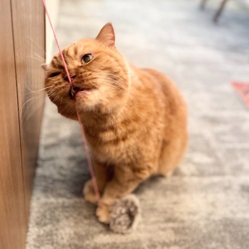 catsitterLien's tweet photo. 似合うかにゃ🐾

#猫 #猫好きさんと繋がりたい #猫のいる暮らし #お留守番猫さん  #キャットシッターりあん

 #ロアさん https://t.co/CmLSlgThSj