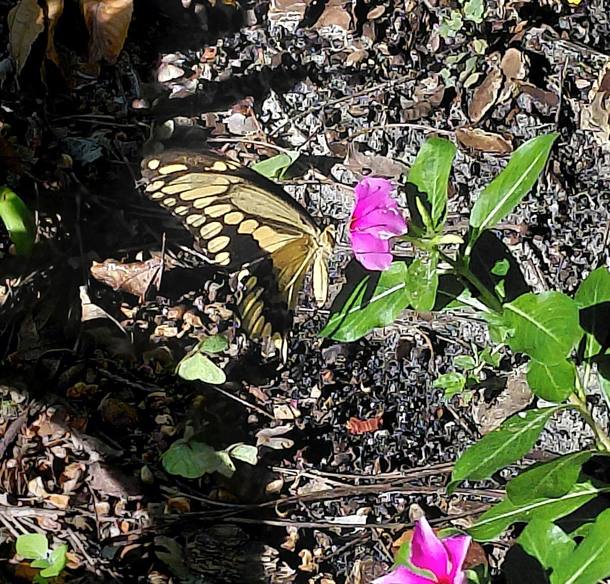 AaronALong4real's tweet photo. Giant Swallowtail Butterfly in the flower garden.  🤗 https://t.co/FFC3XGIq3w