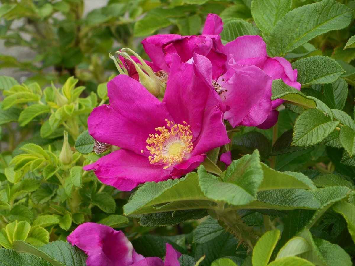 botkinosei's tweet photo. 皇后雅子様のお印、日本原産の原種バラ、ハマナスRosa rugosa（府内準絶滅危惧）。四季彩の丘にて、ただ今ローズヒップも結実中。隣にはアサザNymphoides peltata（環境省準絶滅危惧NT、府内絶滅危惧Ⅱ類）。海岸や水辺の開発によって姿を消しつつある日本の植物を、植物園は守ります。#京都府立植物園 https://t.co/5YSXQDrxAU