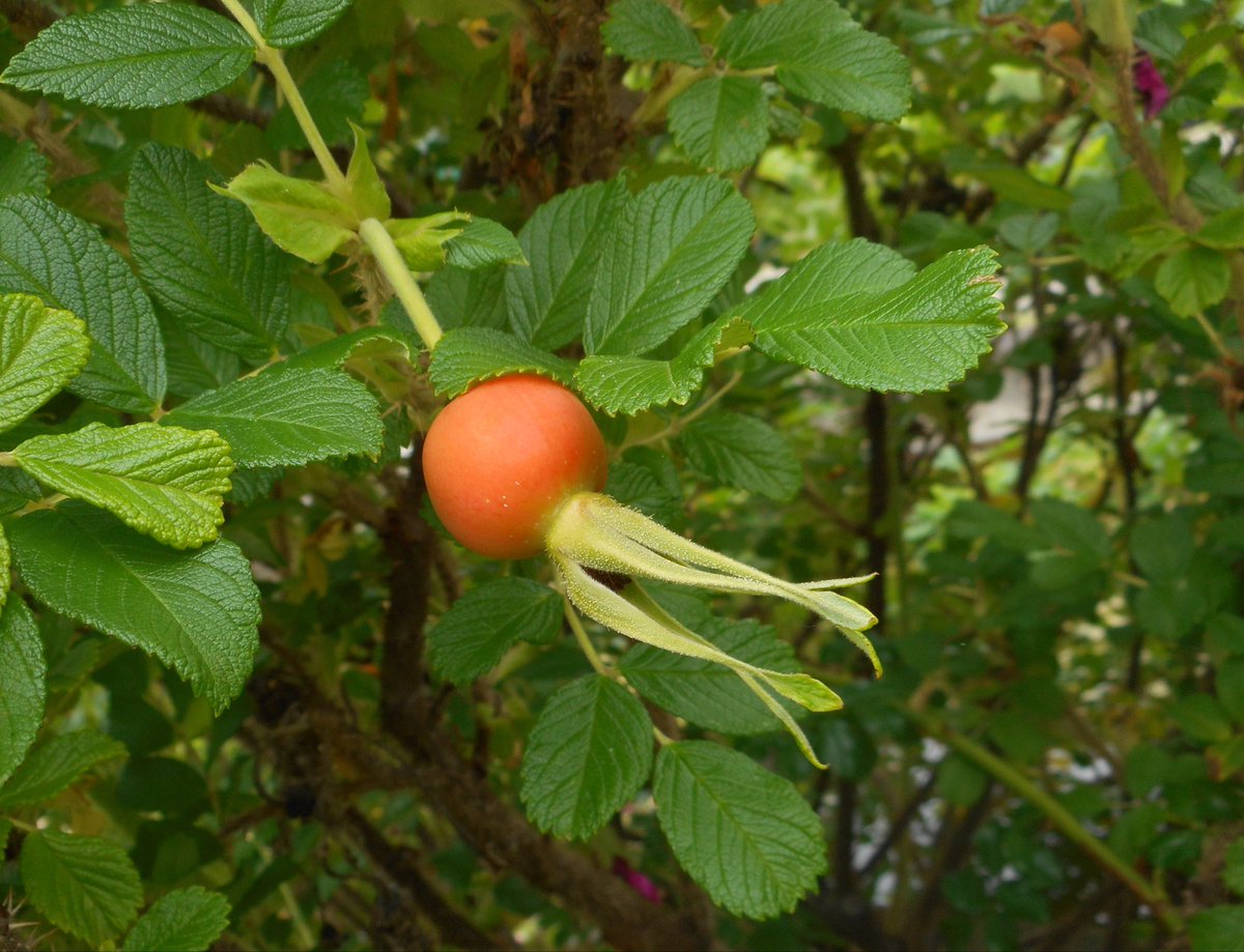 botkinosei's tweet photo. 皇后雅子様のお印、日本原産の原種バラ、ハマナスRosa rugosa（府内準絶滅危惧）。四季彩の丘にて、ただ今ローズヒップも結実中。隣にはアサザNymphoides peltata（環境省準絶滅危惧NT、府内絶滅危惧Ⅱ類）。海岸や水辺の開発によって姿を消しつつある日本の植物を、植物園は守ります。#京都府立植物園 https://t.co/5YSXQDrxAU