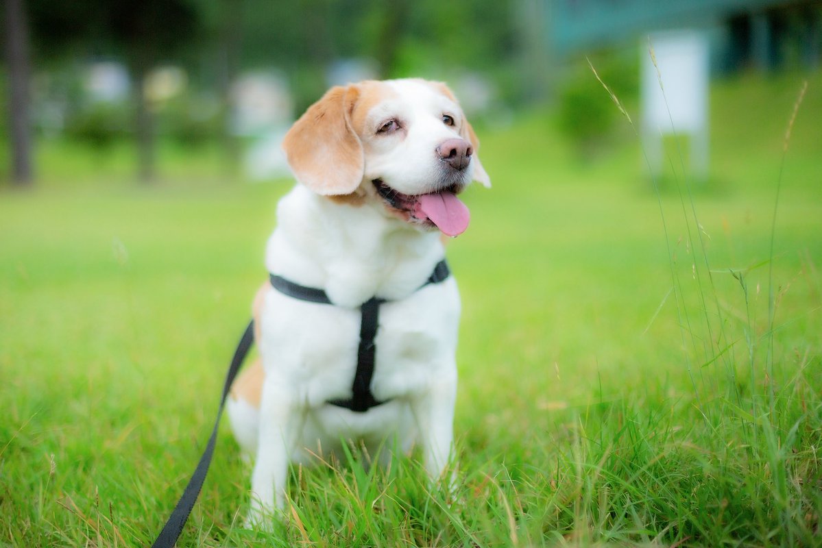 distance_box's tweet photo. 今日のきぃちゃん⛅️

疲れているけど気持ちのいい朝です😊

#beagle
#ビーグル
#どらほー https://t.co/hfDQzYAZ03