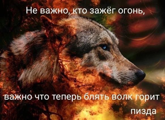 гиперпротивная🍎🐺 tweet media