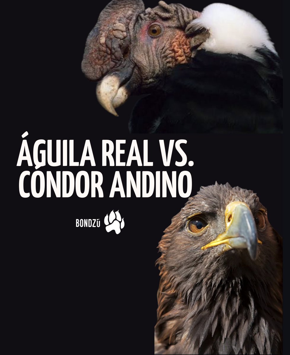 BondzuCubs's tweet photo. Detrás de los símbolos en nuestros escudos, el Águila Real y el Cóndor Andino 🏔️ luchan por sobrevivir. ¡La conservación no es un partido, es una responsabilidad que compartimos todos! 🌎⚽ #VidaSilvestre #Conservación #Naturaleza https://t.co/o4sawNMZws