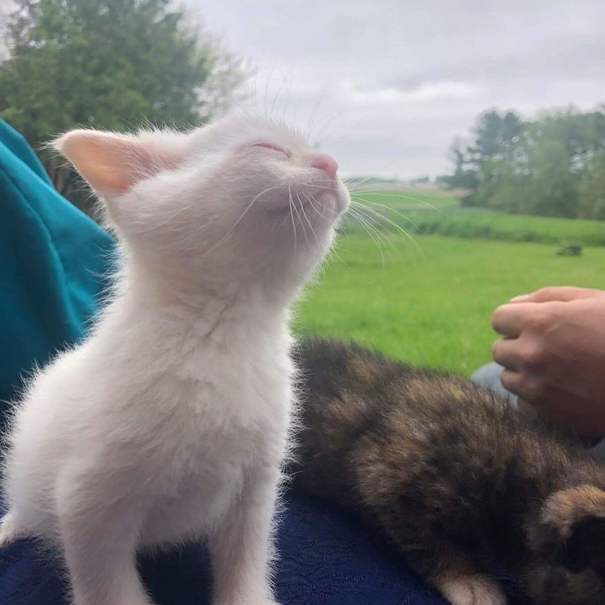 catsdotjpg's tweet photo. https://t.co/8WS3OsYQLy