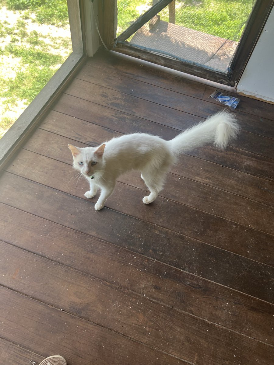 firulaisasalvo's tweet photo. Ella es Duquesita. La dejaron solita meses y yo trato de ir varios días a la semana a darle de comer (está muy lejos de mi casa).  Es una hermosura, sorda, súper noble. Está encerrada porque otros gatos la atacan 😿

Me gustaría buscarle un hogar en la Cdmx y llevarla 😞 https://t.co/UUFgGzdtCK