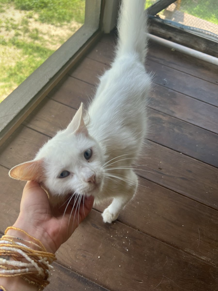 firulaisasalvo's tweet photo. Ella es Duquesita. La dejaron solita meses y yo trato de ir varios días a la semana a darle de comer (está muy lejos de mi casa).  Es una hermosura, sorda, súper noble. Está encerrada porque otros gatos la atacan 😿

Me gustaría buscarle un hogar en la Cdmx y llevarla 😞 https://t.co/UUFgGzdtCK