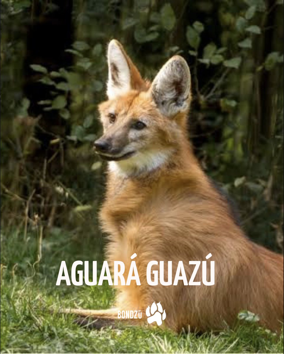 BondzuCubs's tweet photo. El aguará guazú es el guardián de nuestros pastizales y un increíble dispersor de semillas. 🐆✨ ¡Su rehabilitación y regreso a la vida silvestre son grandes victorias para la conservación! #AguaráGuazú #Biodiversidad #Rewilding https://t.co/GBg6dMiUw5
