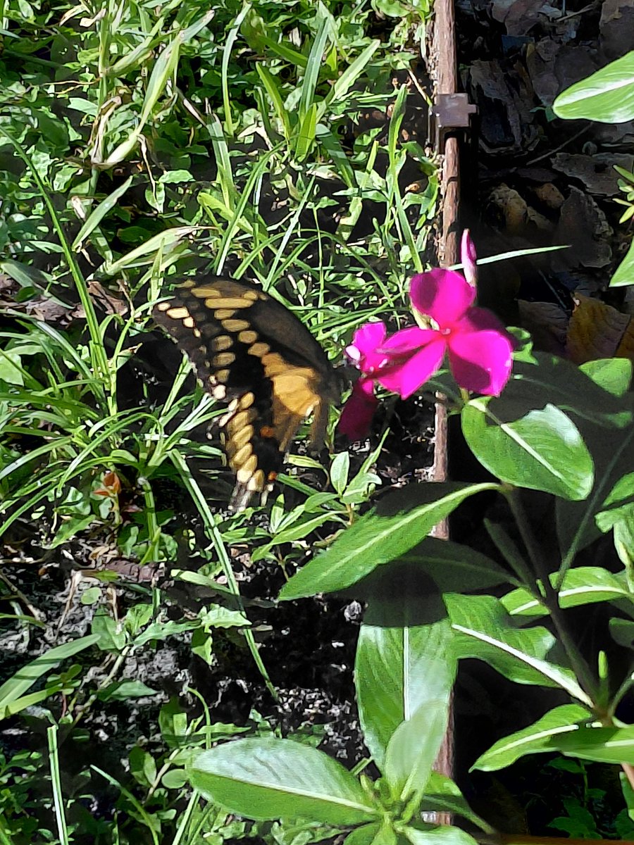 AaronALong4real's tweet photo. Giant Swallowtail Butterfly in the flower garden.  🤗 https://t.co/FFC3XGIq3w