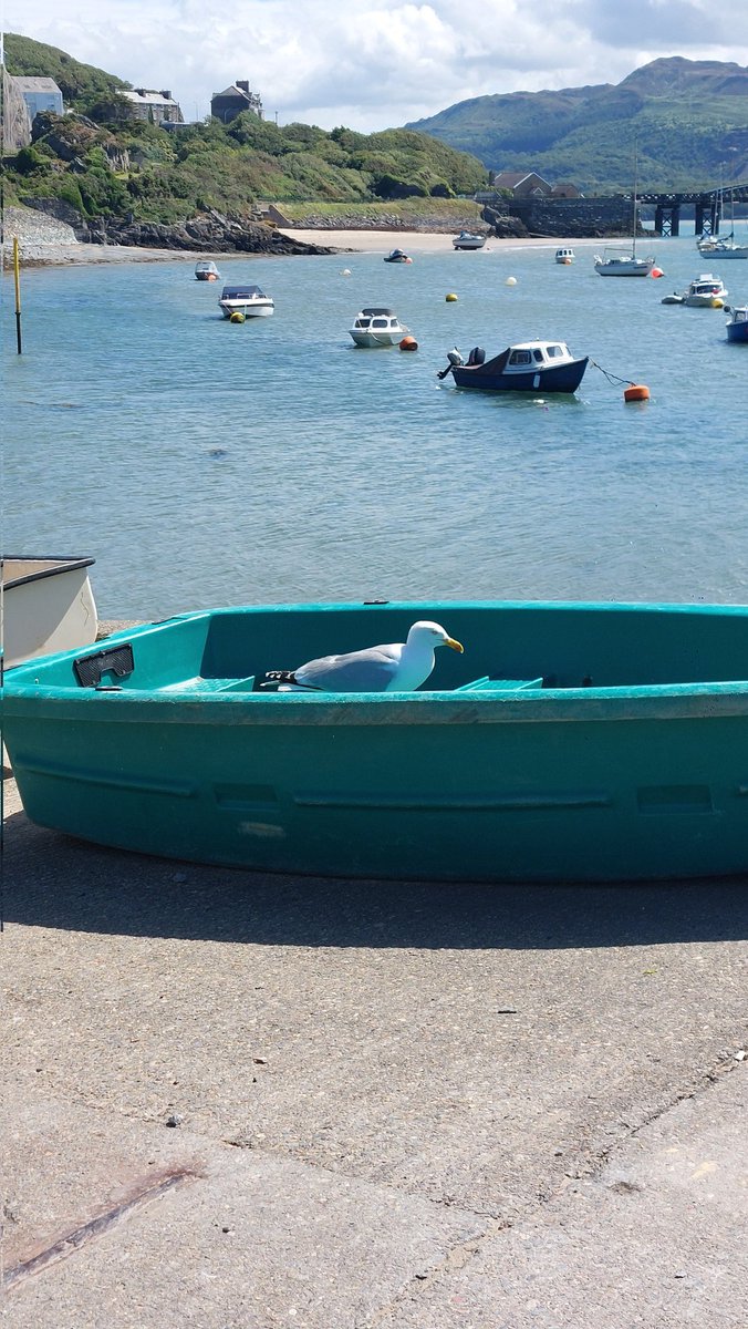 SusanComerie's tweet photo. And. Some more random pics taken whilst still in #Barmouth on Sunday 28.06.2026 spotted this Barmouth poster, couldn't resist a raspberry ripple ice cream from Knickerbockers (which wasn't nicked by any seagulls @87027wolf ๐) a seagull wanting a boat ride & another little birdie https://t.co/llDi9ykASw