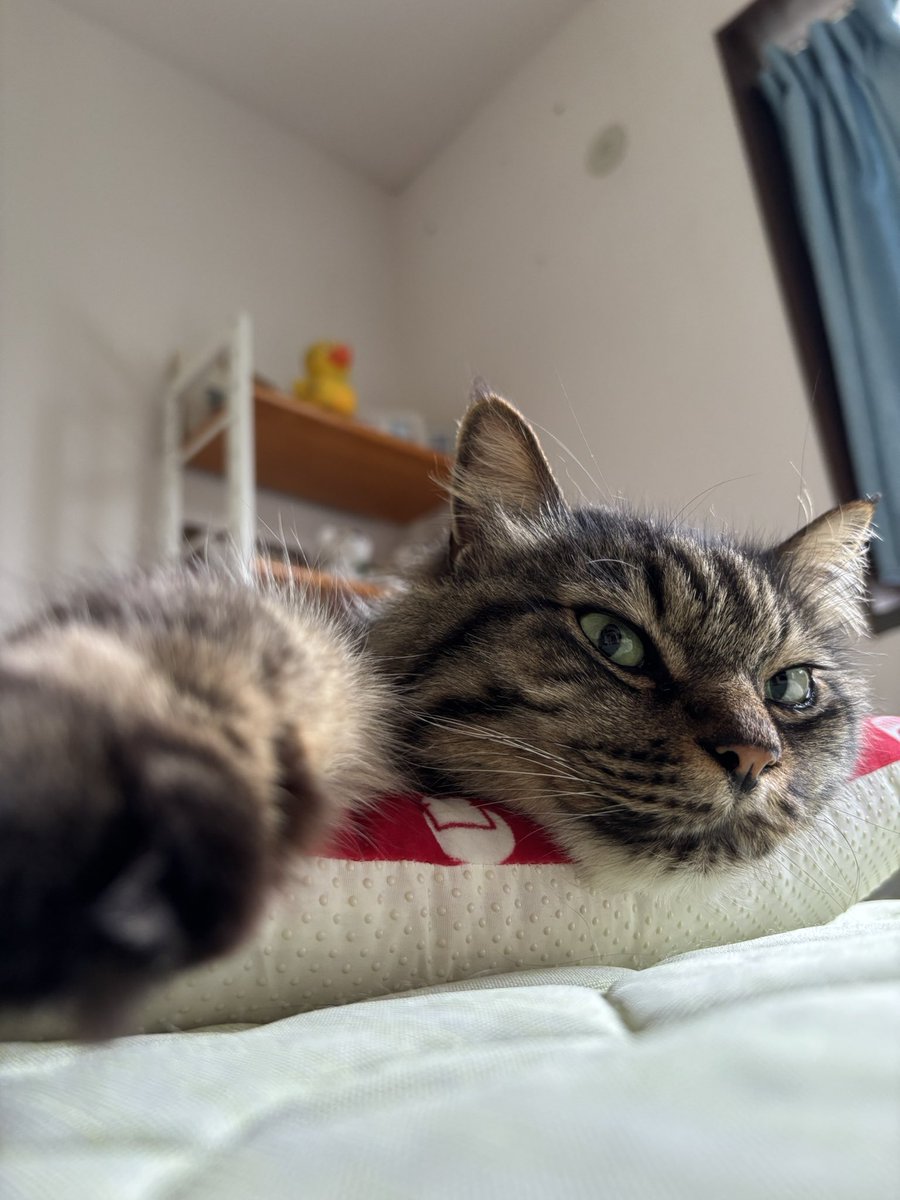 hoi_FEH's tweet photo. 🐱「起きた？」 https://t.co/06q7tA5fWK
