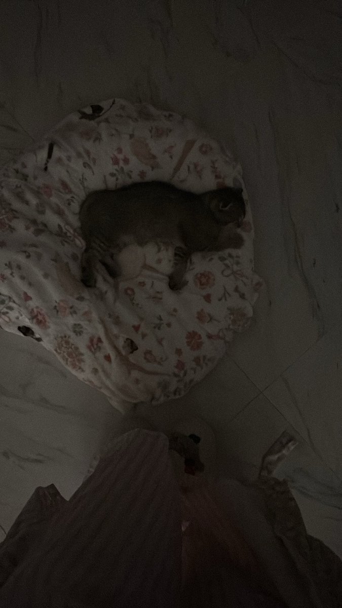 Quueencoco's tweet photo. My shaylaa 🥺 https://t.co/GGYPFFvVKY
