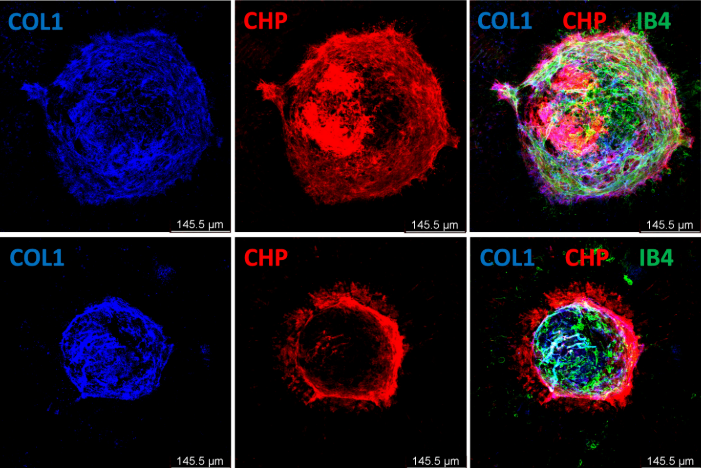 Extracellular Matrix News tweet media