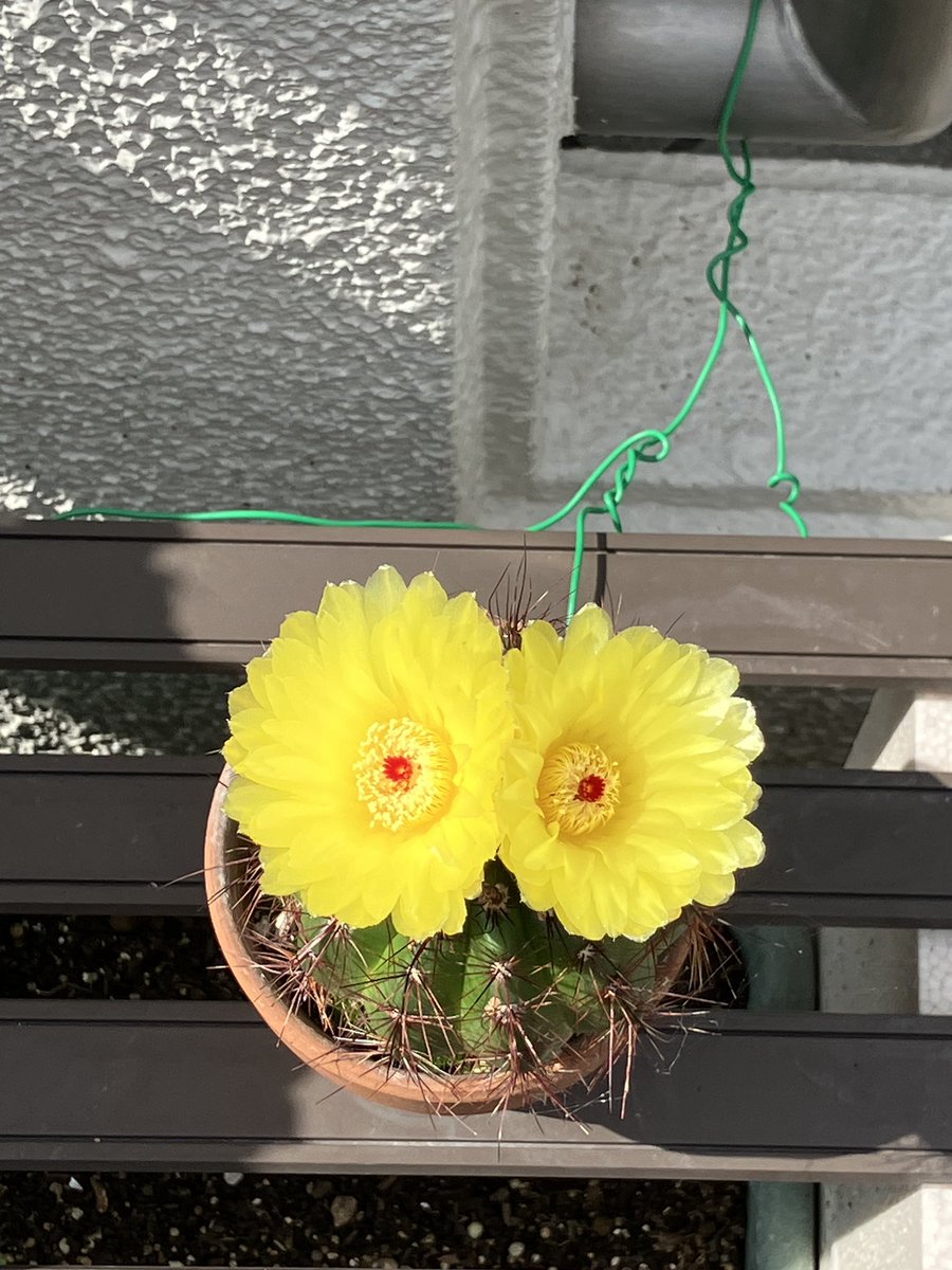 SeaMoo_sky's tweet photo. ＼🌻おはしむー🌻／

うちにあるサボテン、ここ1〜2ヶ月何度か蕾をつけてるのですが、咲いたところを見たことがなかった🥲

それもそのはず、両親に聞くと、昼間に咲いて夕方にはしぼんでしまうのだそう。

仕事で昼間いないから、咲いたとこ見たことなかったのかー！

そんな話をしたら、父が画像を撮って送ってくれました😊

今日もよろしくね🌸