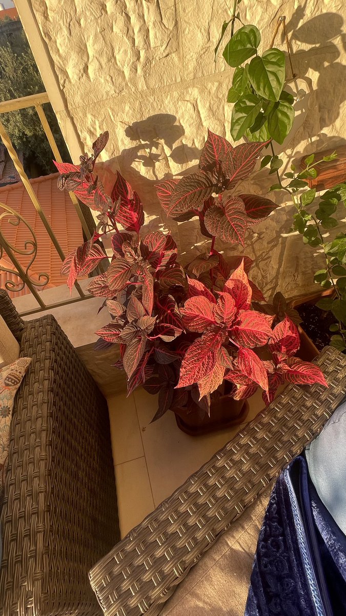 aaasrawi's tweet photo. اسمها سجاده
مرتبة اول مره أشوفها https://t.co/RRvHq6rTxG