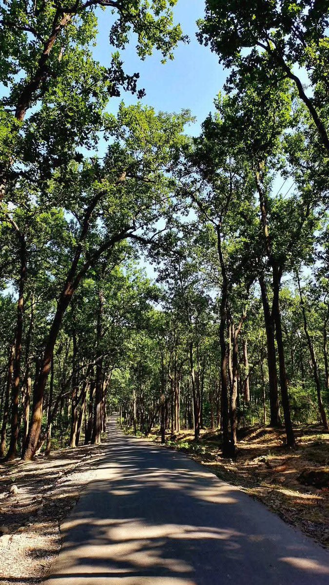 varshabts999's tweet photo. Roads like this make you slow down🚶🌳
Sunlight through the canopy, shadows on asphalt, silence all around. Nature’s own tunnel
#ForestDrive #GreenTunnel #NatureTherapy #SunlightAndShadows #TreeCanopy #SlowLiving #Wanderlust #IntoTheWild
#DenizGöktaş #MéxicoVsEcuador #ölüdeniz https://t.co/WmHps03wCt