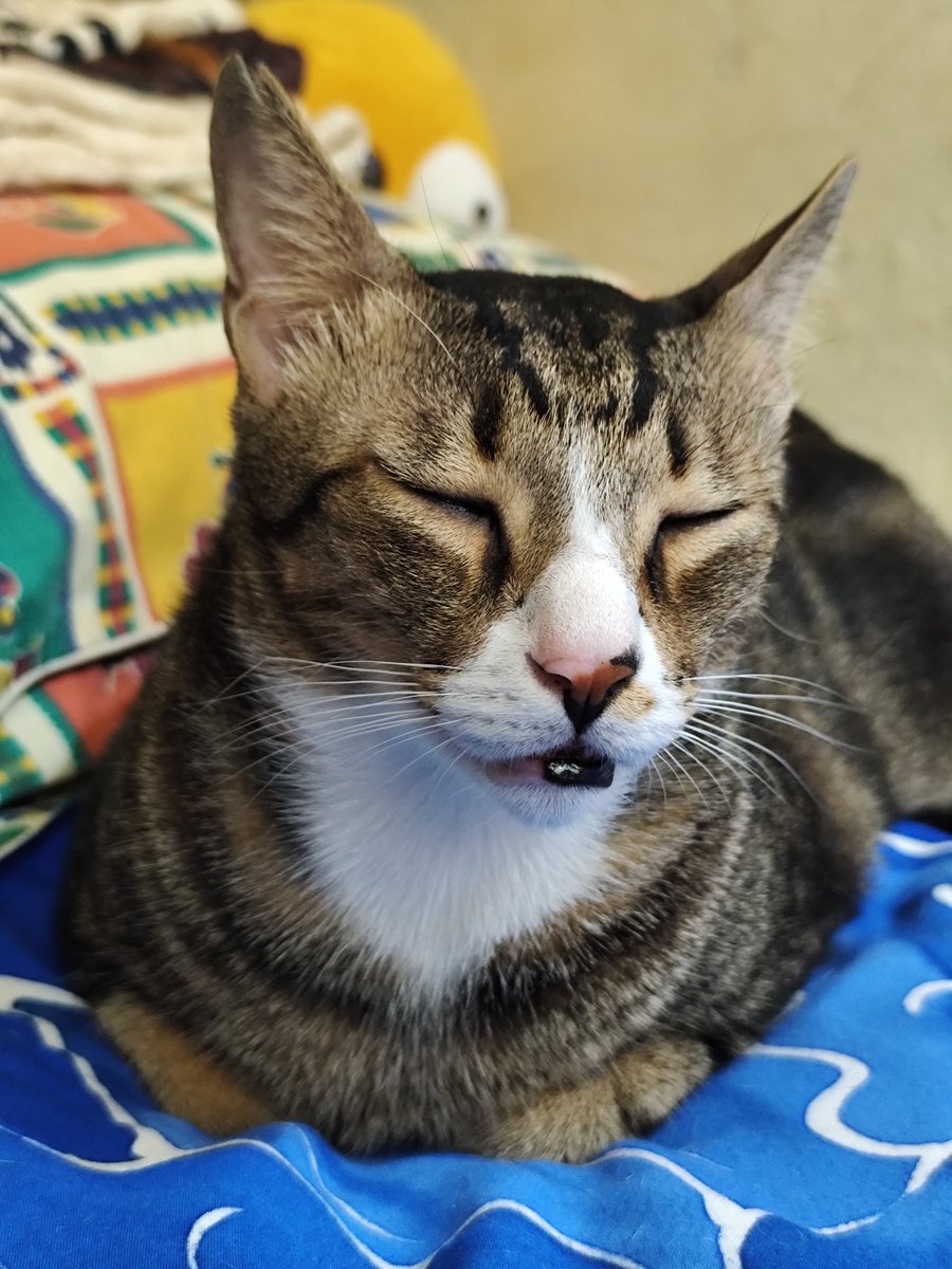 SherylSora's tweet photo. The most handsome son yang kalo tidur pules pasti mangap https://t.co/dGRYr2OhGU