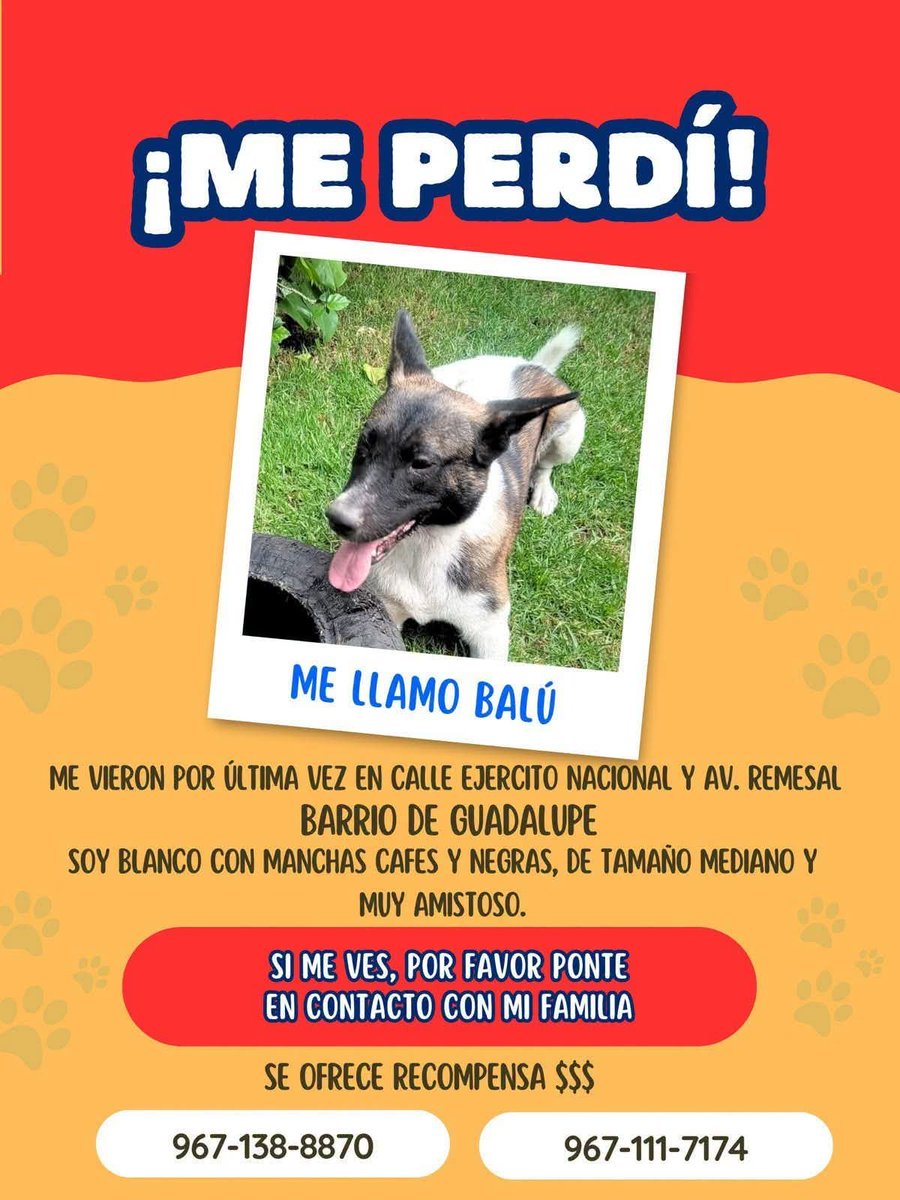 MascotasSCLC's tweet photo. https://t.co/cZBo3LMEis