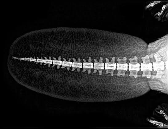 jellypastaa's tweet photo. btw ini ekor biwara yang difoto dengan x-ray. lihat, kalo kita cuma tau biwara dari fosilnya, kek apa bentuk biwara yang digambarkan?

buat kita yang gapernah ketemu biwara, pasti penasaran gasih gimana tekstur ekornya?

ternyata, ekor mereka ini isinya lemak dan dibungkus dengan kulit keras yang memiliki sisik dari keratin.

dulu, orang pakai ekor biwara untuk menghasilkan perisa vanila dan raspberry dalam makanan dan wewangian. aroma itu dihasilkan oleh castoreum yang berasal dari pangkal ekornya biwara.

dalam industri wewangian modern, castoreum masih digunakan untuk memberikan aroma musky, leathery, dan woody yang kuat pada parfum pria atau unisex.