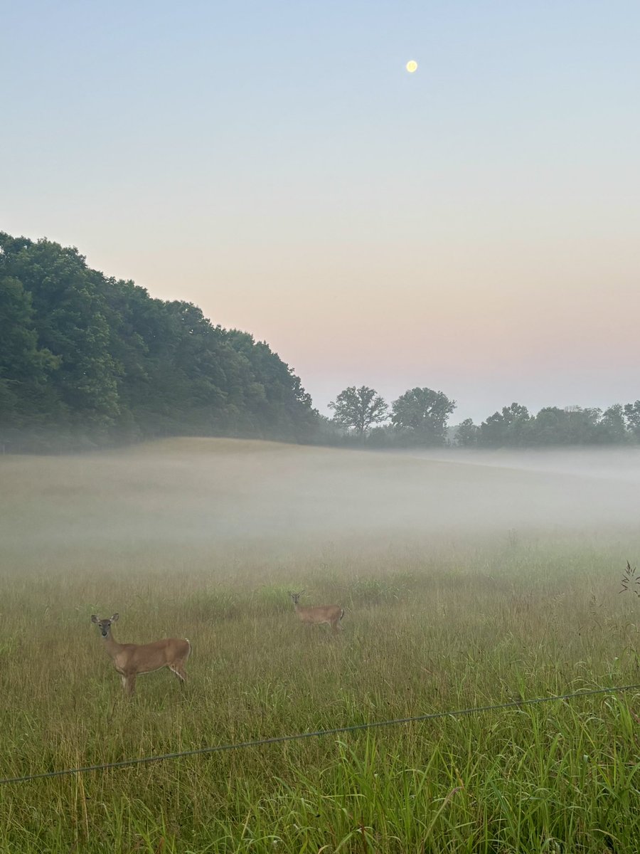 LouisaReid27382's tweet photo. 103 degrees here in Virginia today… a day trapped under a baleful sun casting this interminable #HeatDome…
and yet the deer still calmly nibble at the brave flowers raising their colors to defy the frying light.
#5amwritersclub
#July2nd
#poetry
#ArtOfNature
#Natureisbeautiful https://t.co/Dbf598XYtU