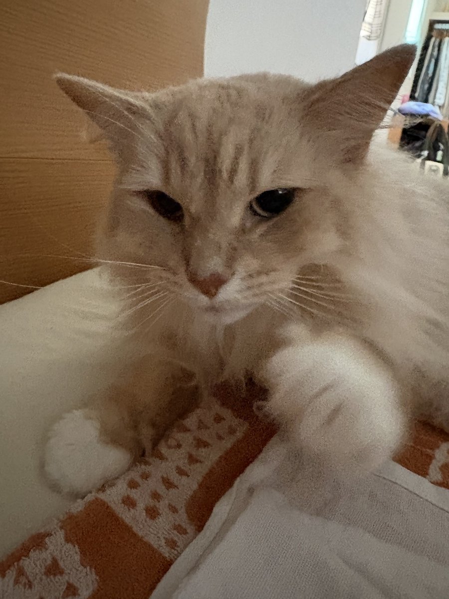 PyaChiQoo's tweet photo. めっちゃ起こしにきた笑
おはよーにゃん😽 https://t.co/yhsVR8zbGa