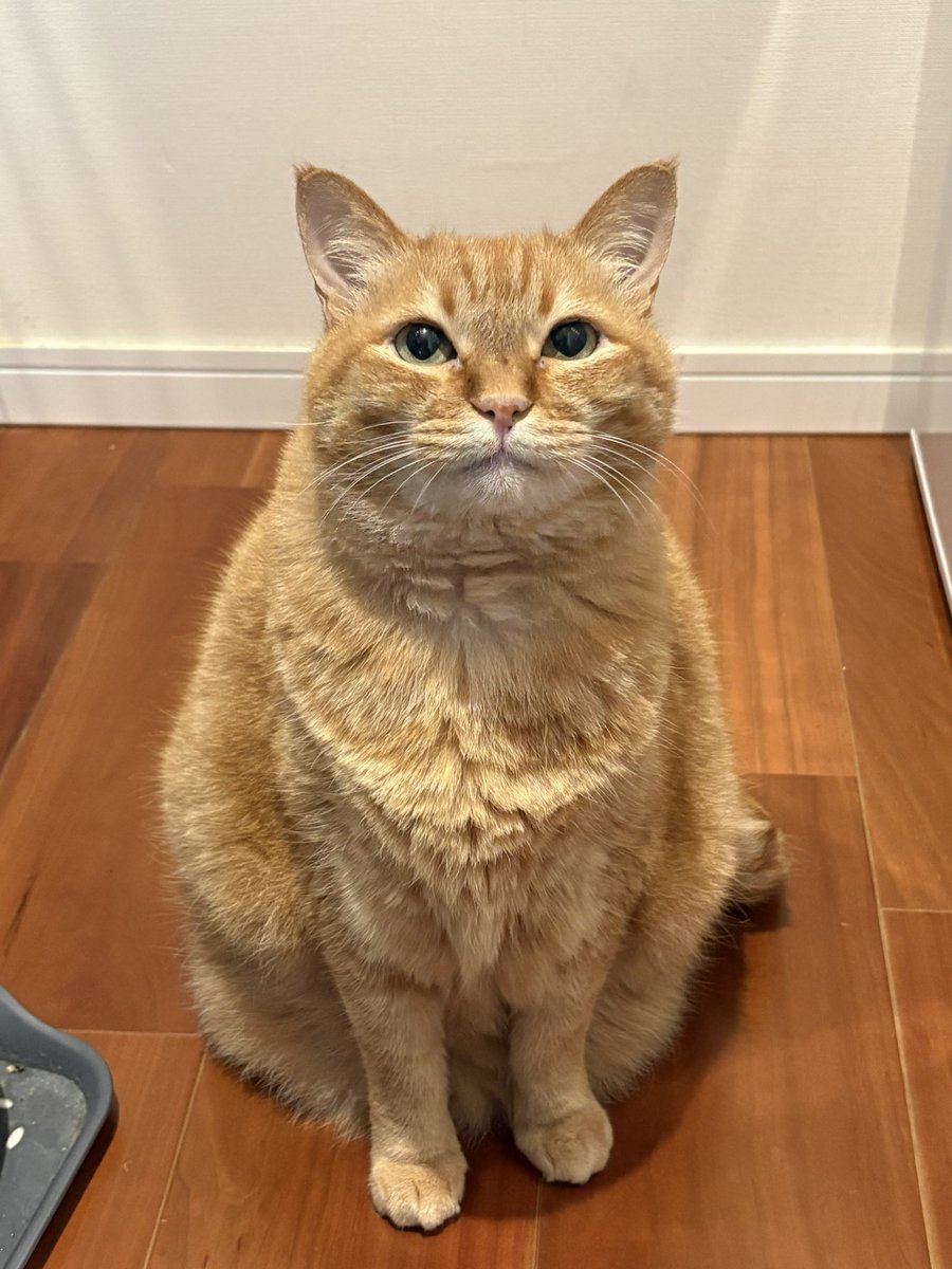 すずつむふう【我が家の可愛い猫's】 (@kagisuzu0531) / Posts / X