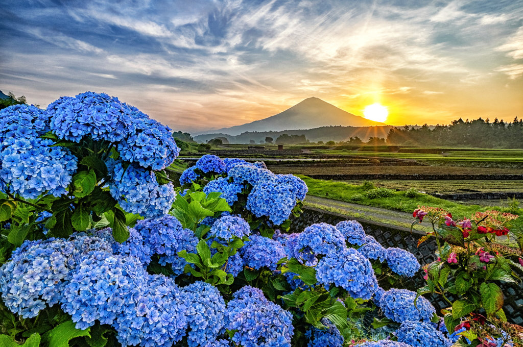 taitan21's tweet photo. おはようございます。
紫陽花咲く里の田園からの早朝の富士山と日の出の幻想風景です！ https://t.co/cLaWiCtxkf