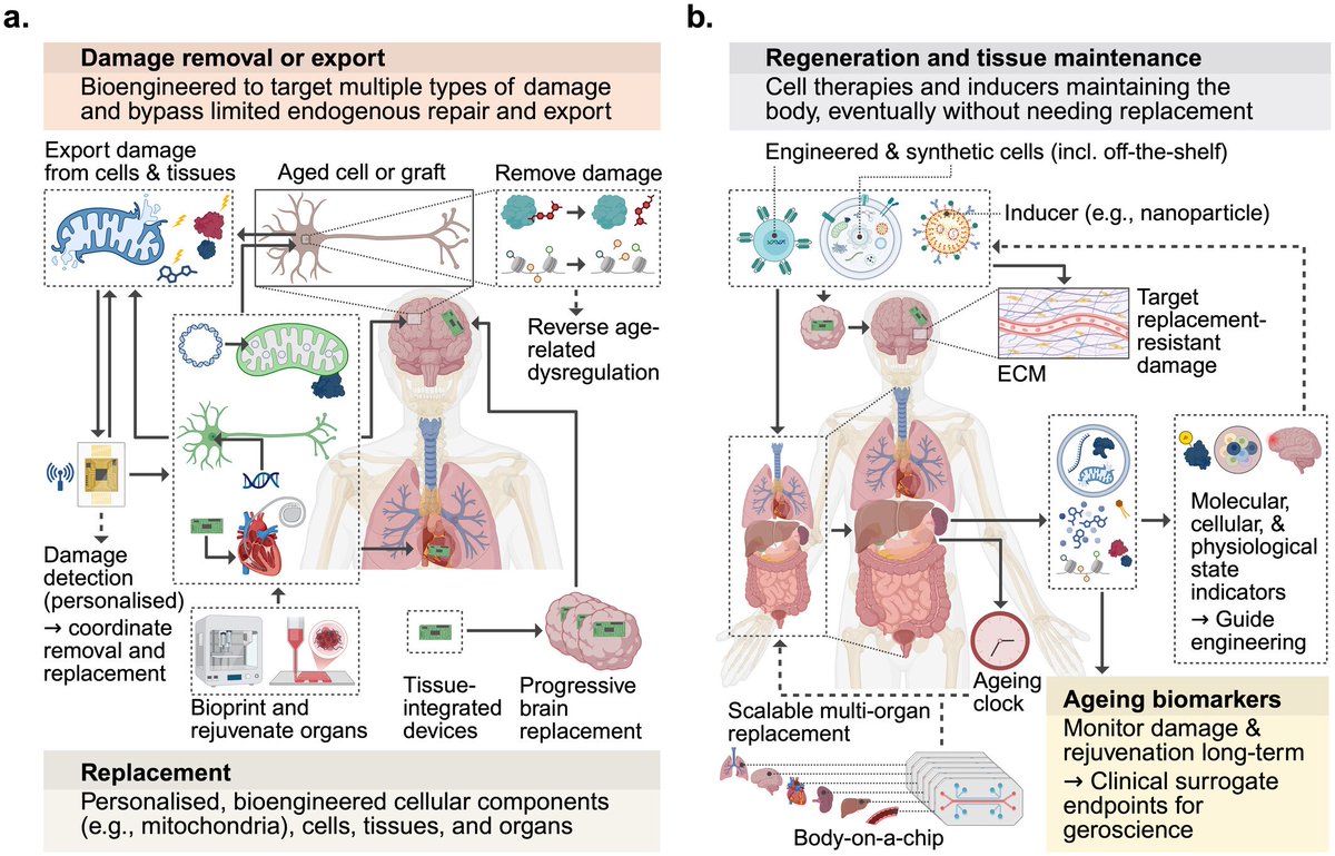 NornGroup's tweet photo. Our Longevity Nexus members organize the field around ambitious research directions.

Bjorn Fraser Olaisen @BjornOlaisen is one of them. His new Aging Cell Perspective, based on the first Replacement in Aging workshop at ARDD 2025, helps turn an emerging area of longevity science into a field-shaping roadmap.

The Perspective gives researchers a shared way to think about replacement-based ageing interventions. It maps how replacement, regeneration, damage-removal technologies, and aging biomarkers could work together in the pursuit of systemic rejuvenation.

It also helps define the right problems to tackle, giving researchers a clearer path for making progress. Here, that means clarifying when replacement is the relevant intervention and asking what questions follow if longevity science moves beyond conventional therapeutics toward rejuvenation.

Read the Perspective here: https://t.co/PC8j6R7k9N