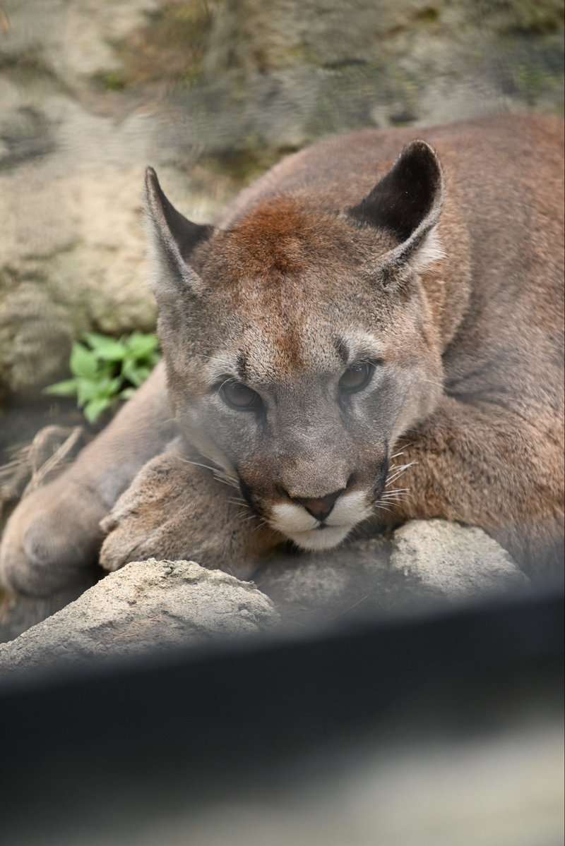 puma_abc's tweet photo. シェダルくんで、おはようございます☀️

 #盛岡市動物公園
 #ZOOMO
 #ニーナ さん
 #タフ くん
 #シェダル くん
 #ピューマ https://t.co/ytQTMEkLHI