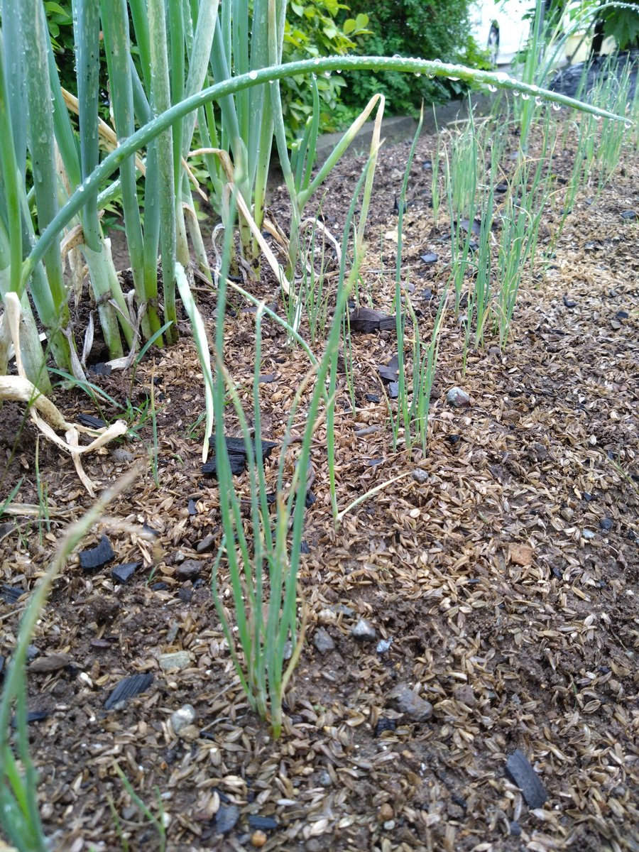 kikioroshi's tweet photo. 秋作長葱の肩畝に蒔いた春蒔長葱🌿中々大きくならない😥秋まで待って植替え予定です🍀#家庭菜園 https://t.co/J7NUFYIrOK