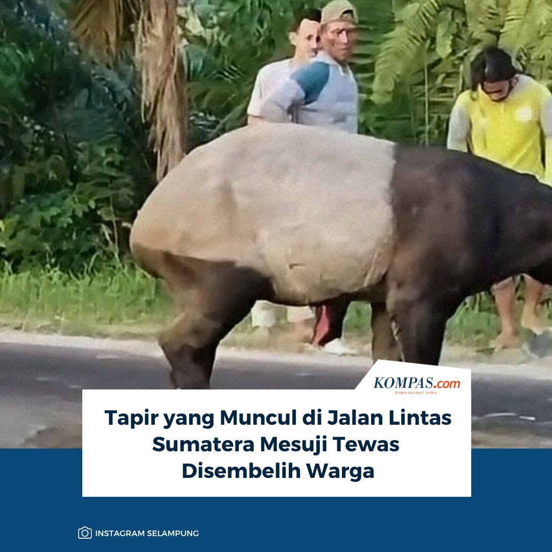 kompascom's tweet photo. Baca di sini: https://t.co/UMLydd7GNg

Tapir (Tapirus indicus) yang sempat viral karena berkeliaran di Jalan Lintas Sumatera kawasan Register 45, Mesuji, Lampung, diduga disembelih warga sebelum sempat dievakuasi oleh BKSDA Bengkulu-Lampung kembali ke habitatnya.

~IQ #Tapir #Sumatera