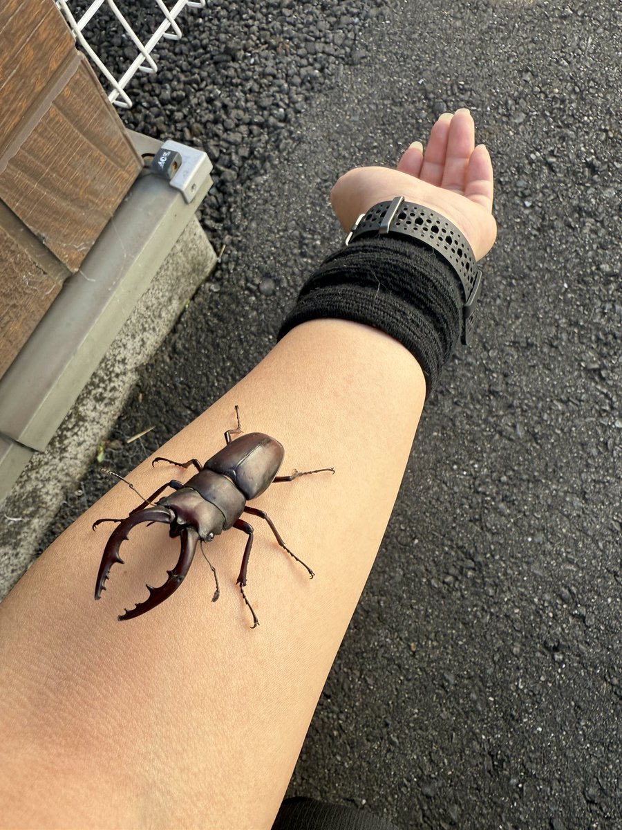 cho_rogi3's tweet photo. コンビニにクワガタ落ちてた！
端っこに逃がしてあげた！ https://t.co/krvtGENo8v