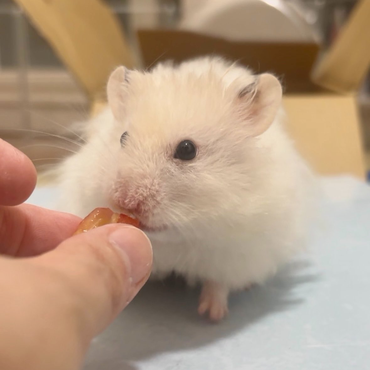 masari_masari's tweet photo. ぼく さくらんぼをはじめてたべるぞ
いいにおいがする！わくわく！

ｽﾊﾟｰﾊﾟ https://t.co/rrvKLC0SVl