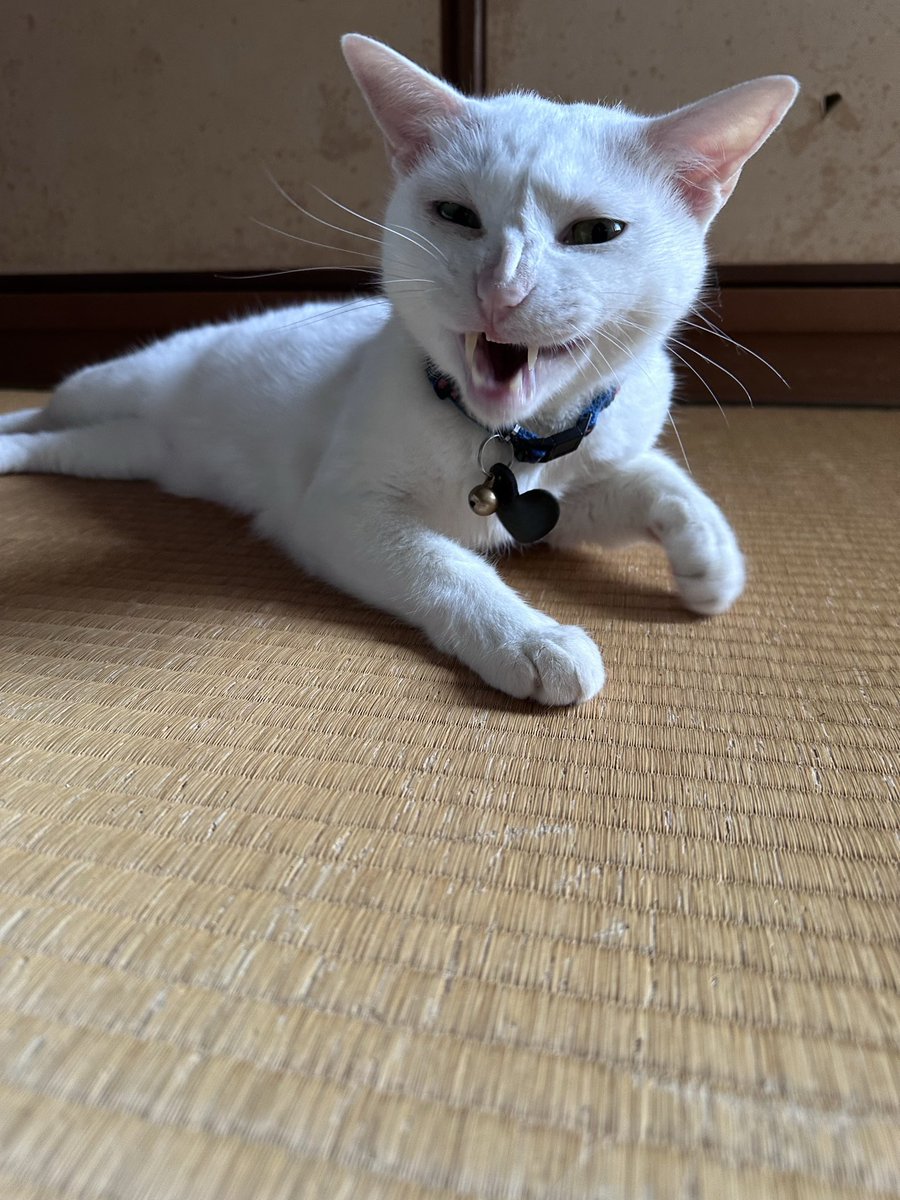 funnec67's tweet photo. あくび　したあと https://t.co/s6xmaKuXQ1