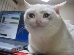 cryingcatsol_'s tweet photo. @IcedKnife Bid me @IcedKnife All fees donated to CAT to help support adoption, foster care and veterinary services to homeless cats.

F1t6c2fbMaSvpqSiUuntCKSWUQ8LycNSYEL6TmZpump https://t.co/GLKTezPxeR