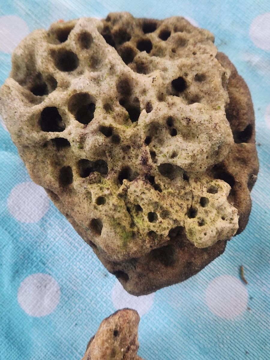 F0X__HUNT's tweet photo. My sister and I went paddle boarding around the lake again. I found more mystery snails a cool rock and some cool chunks of wood for my aquarium. We also found a bottle of wine (we drank it). Kinda a pirate day https://t.co/puJPC7i2Kj