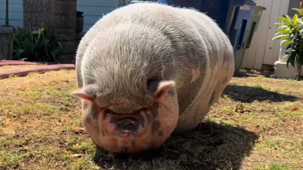 Big Mama” Pig Rescued From Backyard After Detached Garage Catches