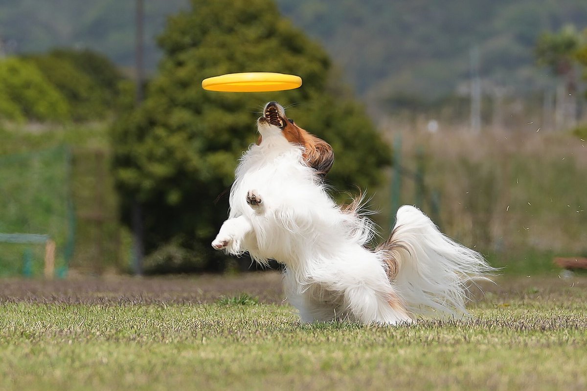 goddog10000's tweet photo. 【跳びつく】
SONY α7Ⅳ + TAMRON 28-75mm F2.8
F4 SS 1/1328秒
#これソニーで撮りました #α7m4 #TAMRON #タムロン #パピヨン
#papillon #犬の写真 #dogphoto #犬 #ディスクドッグ #discdog
#フリスビードッグ #frisbeedog #flyingdisc https://t.co/5sIE2XxDdV