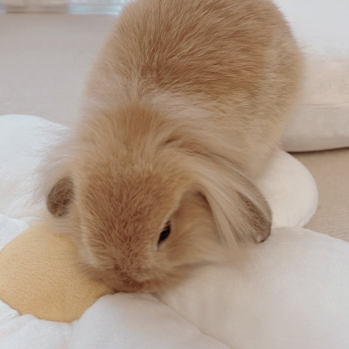 hana0x0rabbit's tweet photo. ペレットを全部食べた後もこぼれた粒を探して暫くくんくん https://t.co/wfhsBqMKER