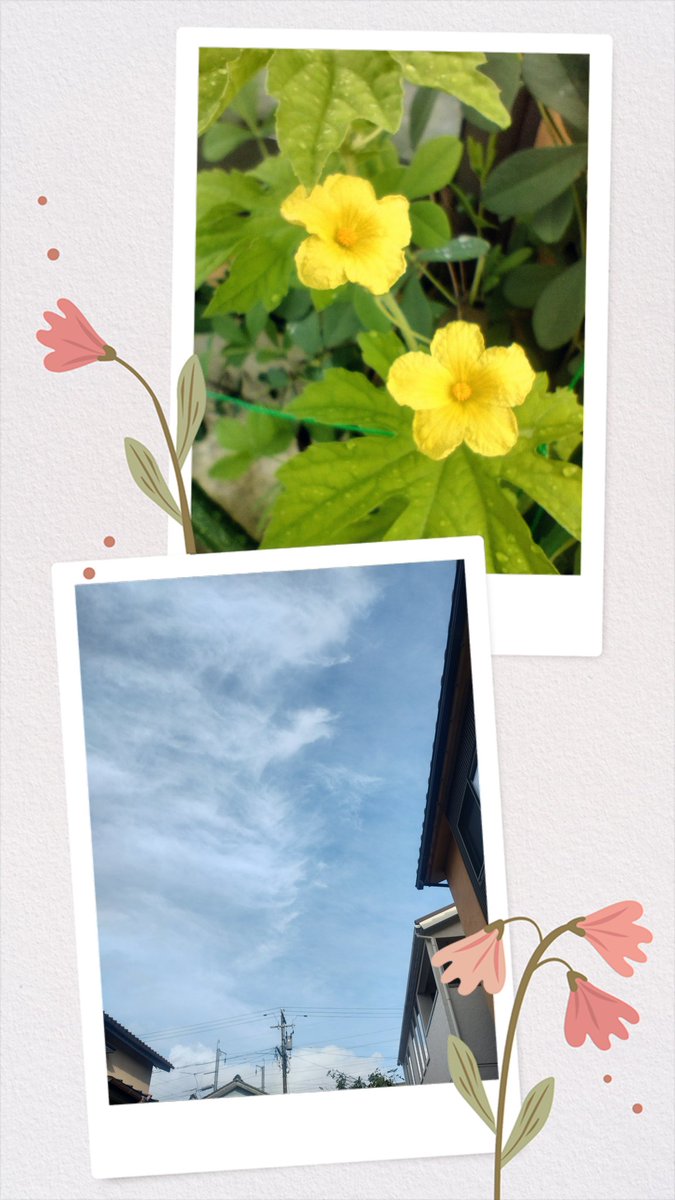 burumedaca18's tweet photo. おはようございます😃
ゴーヤの花が咲いてきました✨ https://t.co/9sHrZwB4lZ