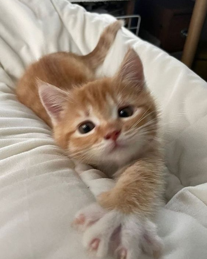 PunchingCat's tweet photo. https://t.co/fVx1jc55FA