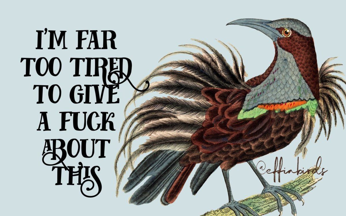 EffinBirds's tweet photo. https://t.co/ykVf2FpxAe https://t.co/rARohJw6XO