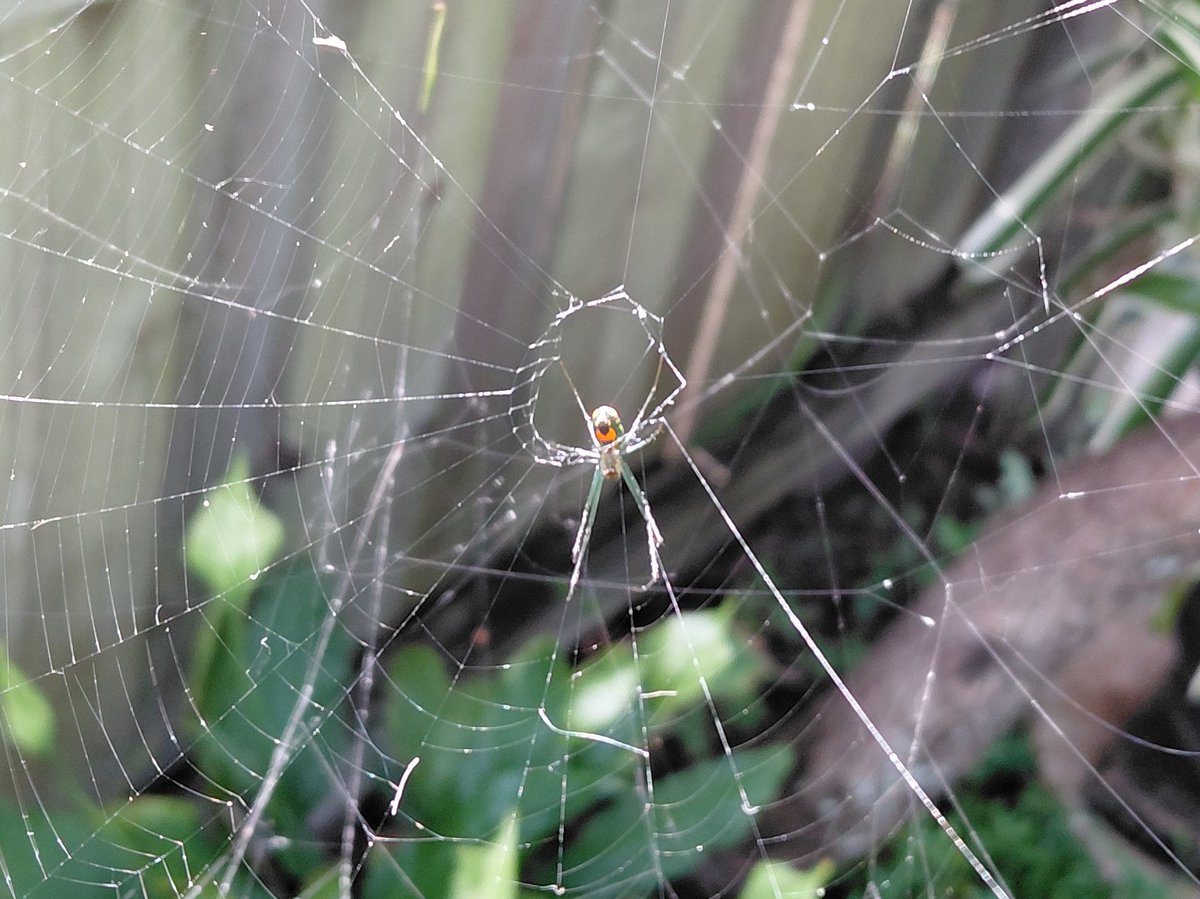 AaronALong4real's tweet photo. Orchard Orbweaver Spider hanging around in the backyard. https://t.co/TyJuoQB7Kd