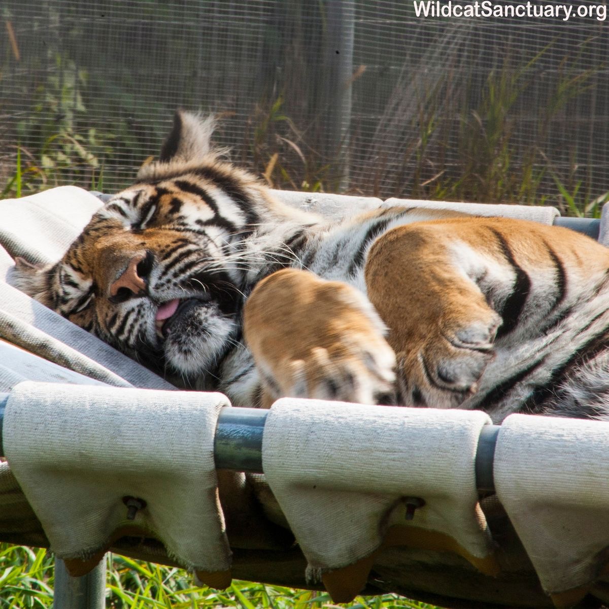 bigcatburger's tweet photo. Going to sleep now... but remember to VOTE for your favourite cats!!!! Goodnight all https://t.co/KqVf5lRMpr